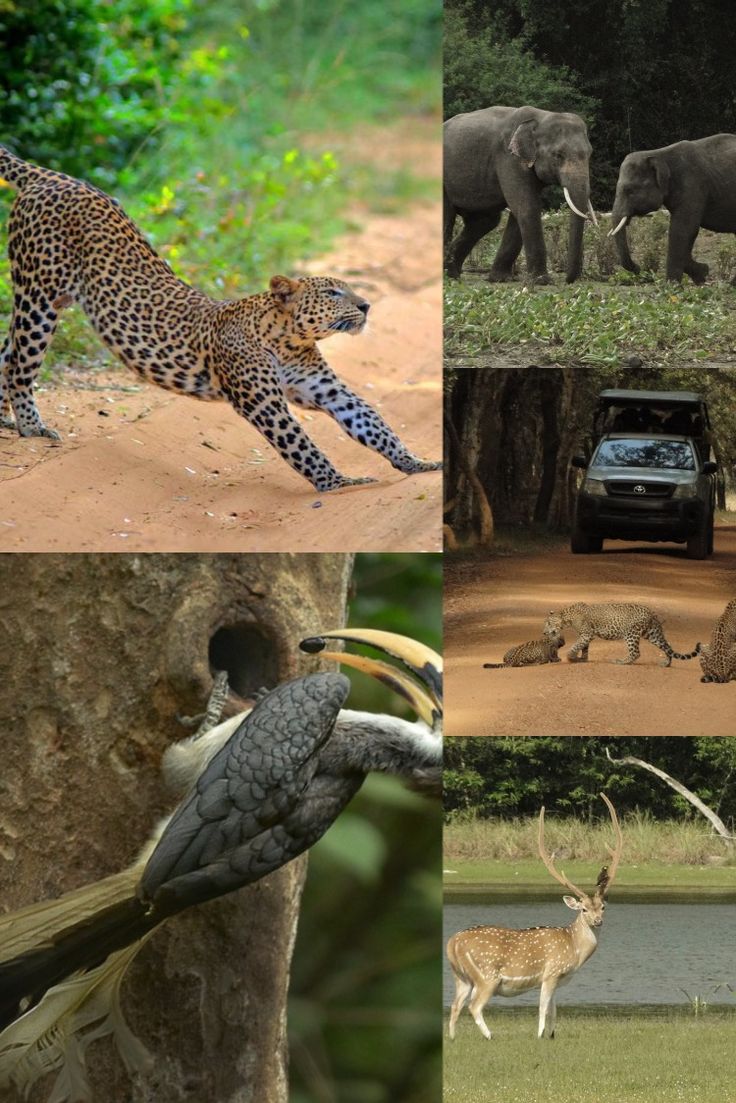 Wilpattu Wildlife
